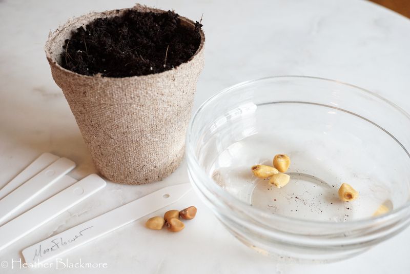 Start Seeds Before Spring Frost Leaves