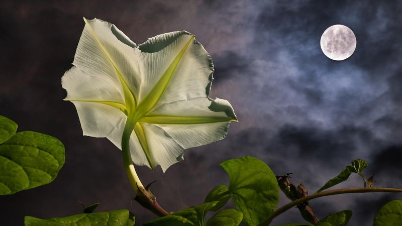 The Vine Loves Sun, But Its Flowers Wait