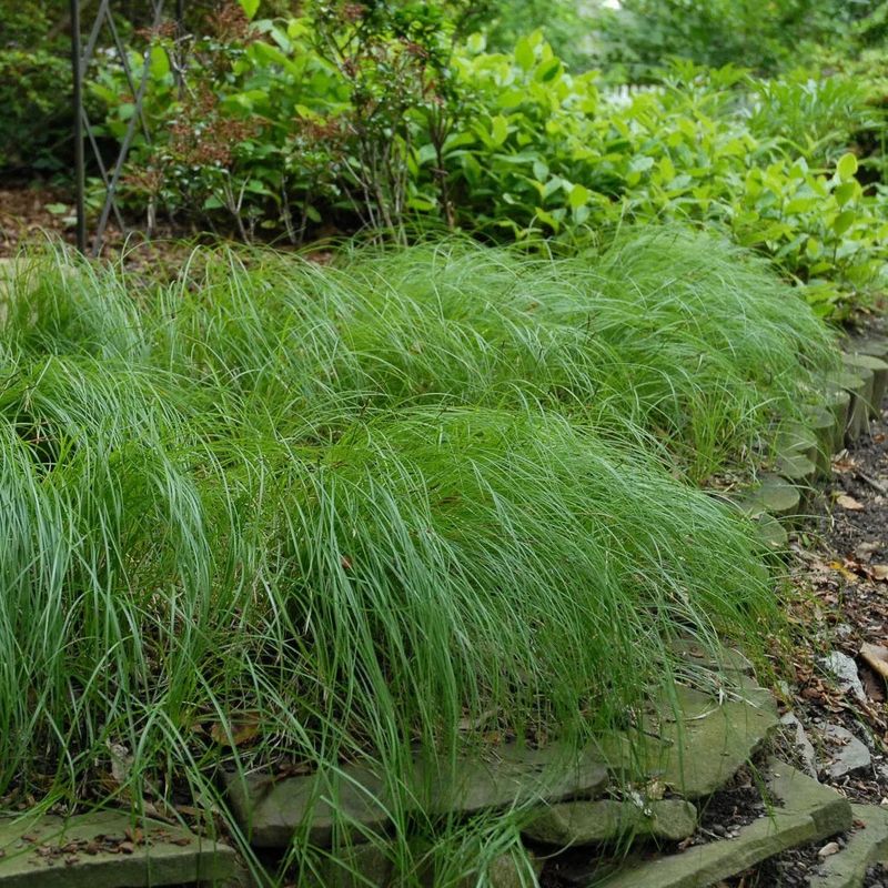 Pennsylvania Sedge Grips The Earth Firmly