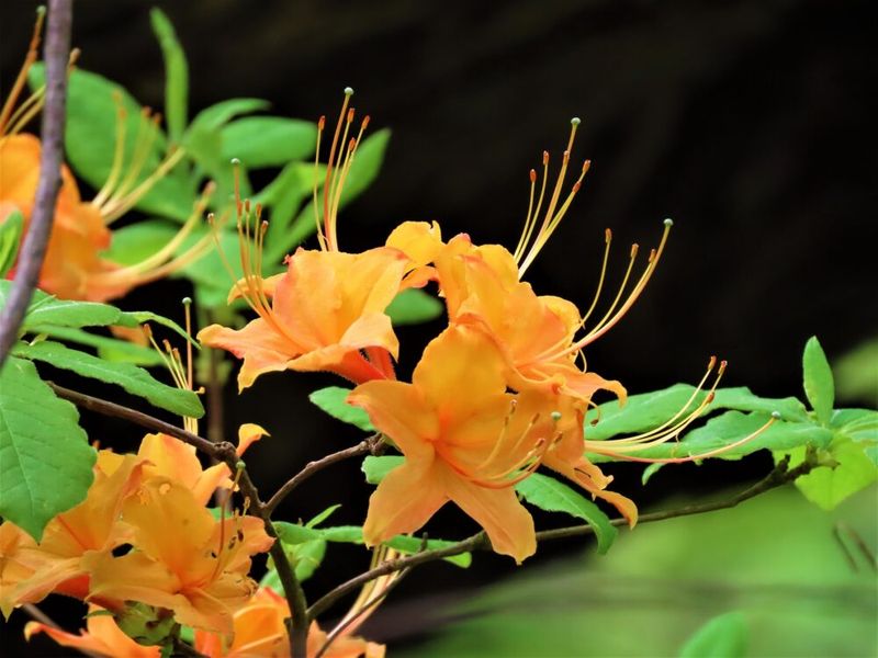 Carolina Native Nursery Offers Mountain Azalea Magic