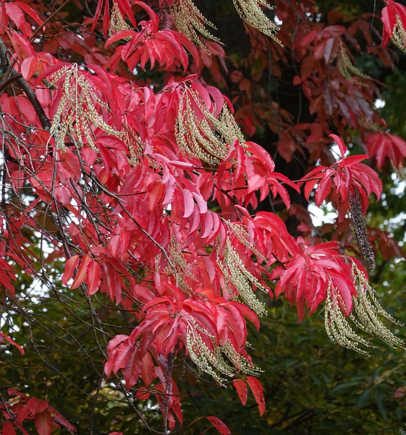 Sourwood Trees Offer Summer Snow And Fiery Fall