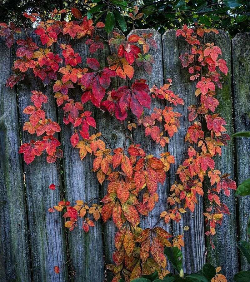 Virginia Creeper Is A Surprising Workhorse For Birds