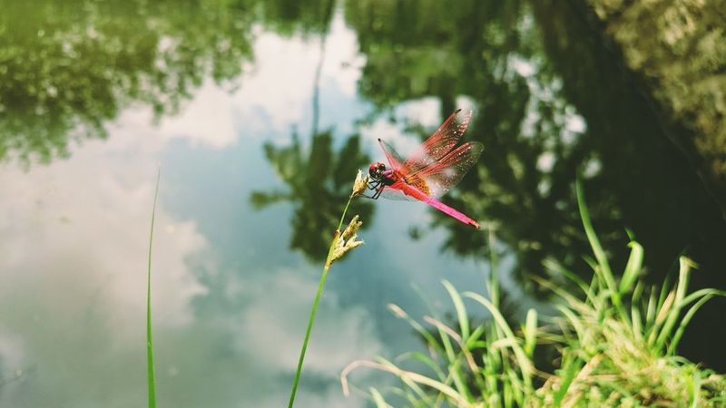 Your Backyard Is A Buffet For Dragonflies