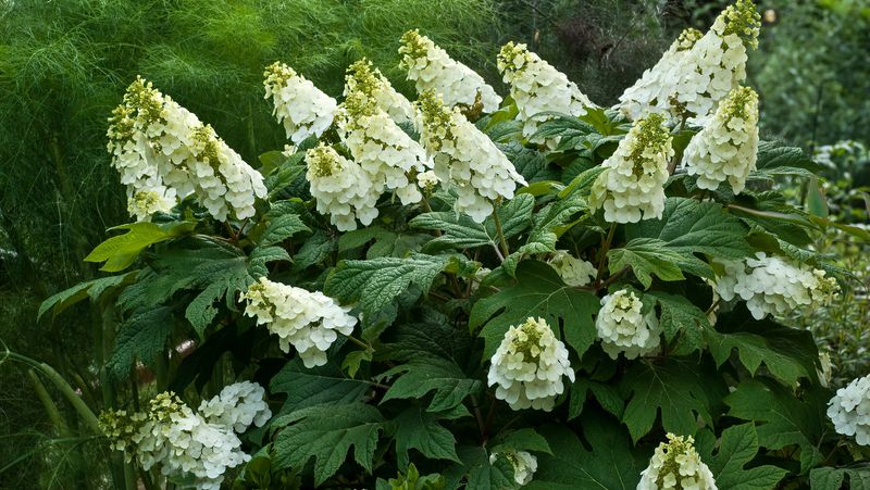 Oakleaf Hydrangea Earns Its Space All Year