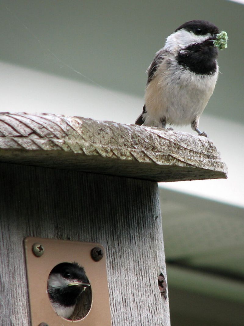 Carolina Chickadees Feed Ticks To Their Chicks
