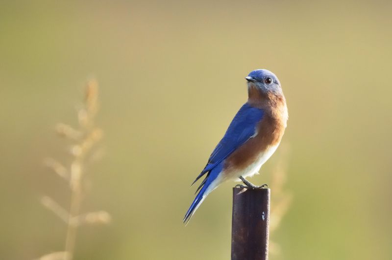 Eastern Bluebirds Prove Your Bug Buffet Is Open