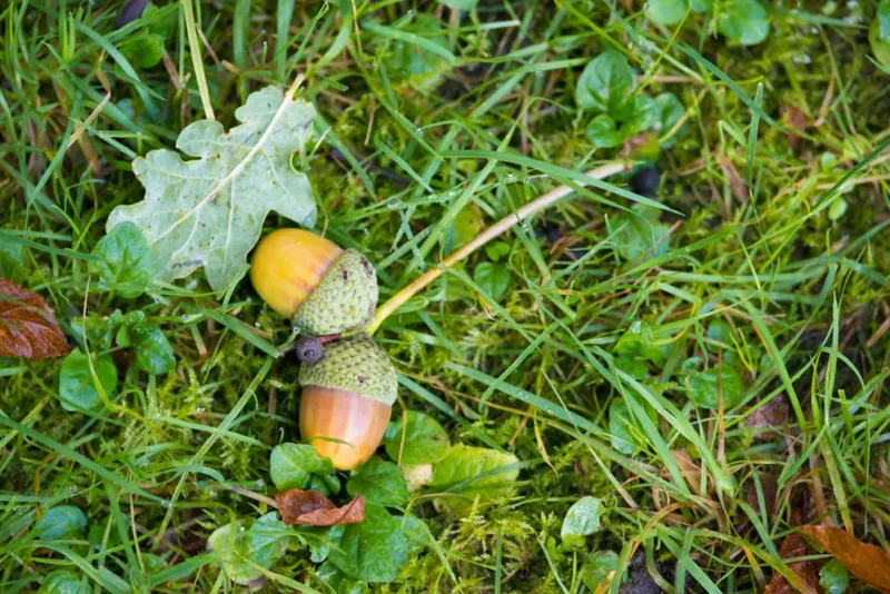 Manage The Yard Without Wasting The Wildlife Value