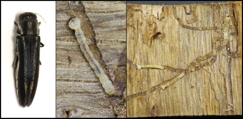 The Twolined Chestnut Borer Often Follows Tree Stress