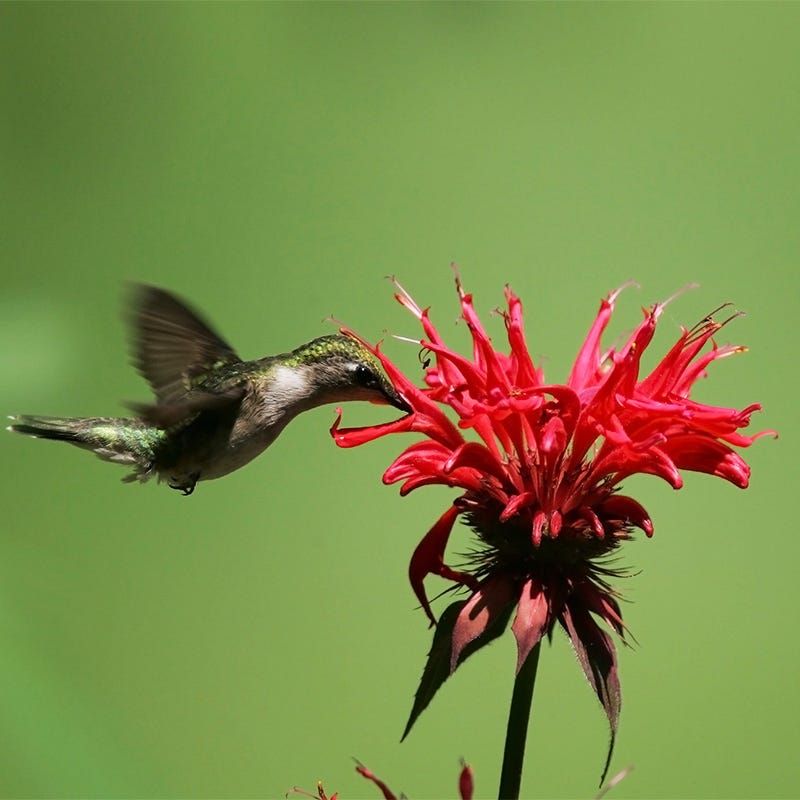 Bee Balm Spreads Itself And Never Stops
