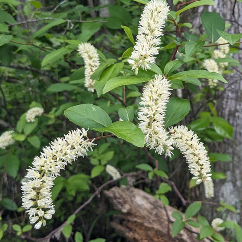 These Natives Beat Boxwood On Water And Care