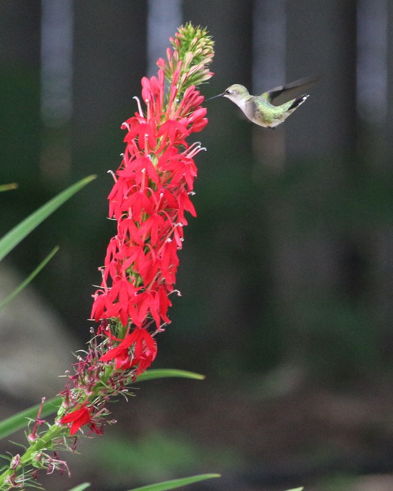 Cardinal Flower Turns Shade Into A Hummingbird Stop