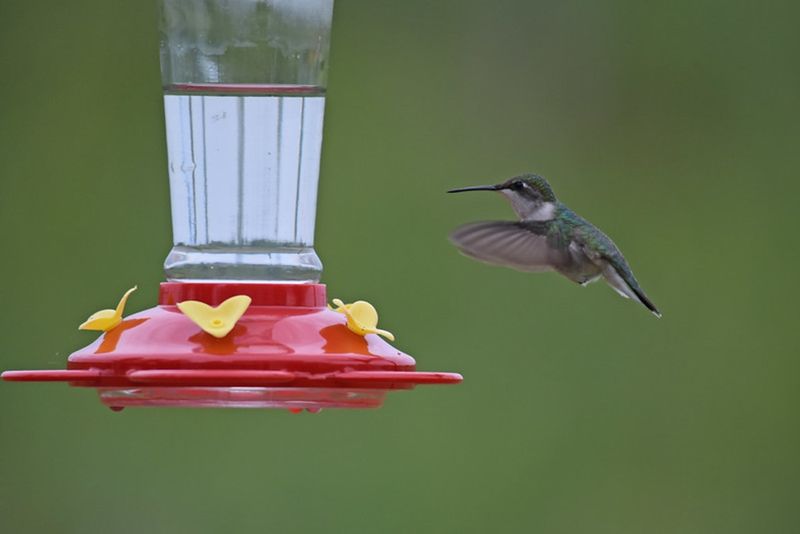 A Feeder Does Not Delay Migration