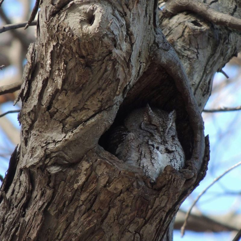 Do Not Turn One Owl Into a Pest-Control Plan