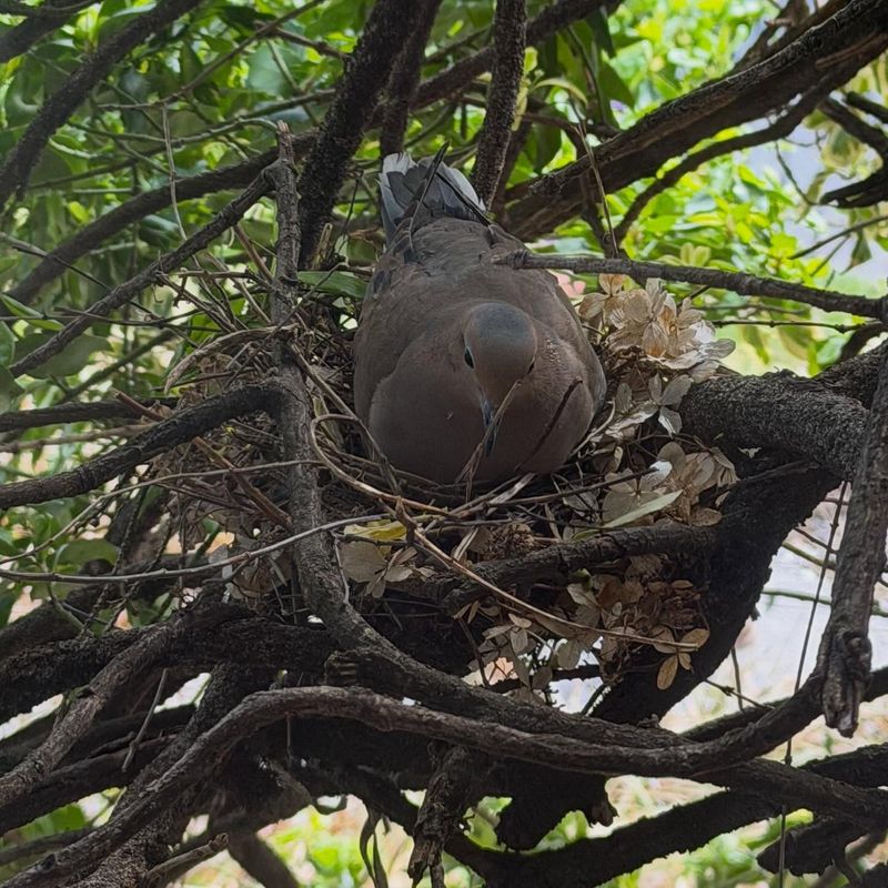 Observe a Nearby Nest From a Distance