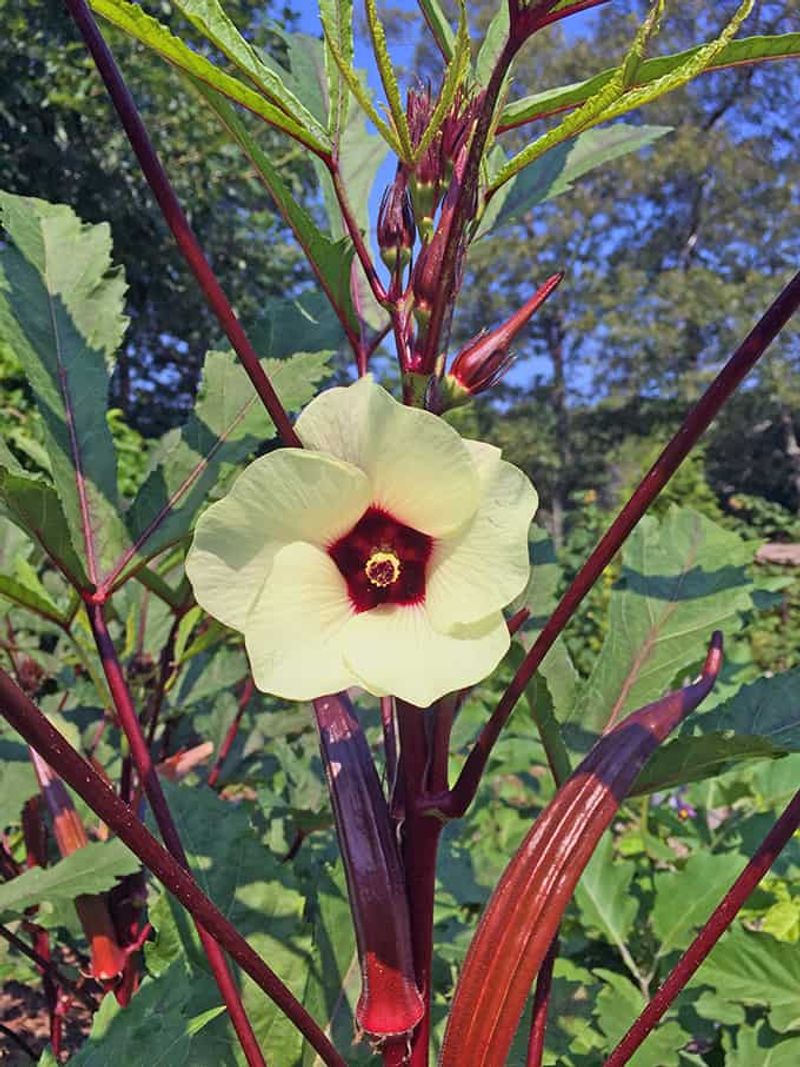 Striking Ornamental Value For Your Yard