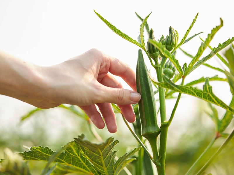 Genuinely Low-Maintenance And Simple To Grow