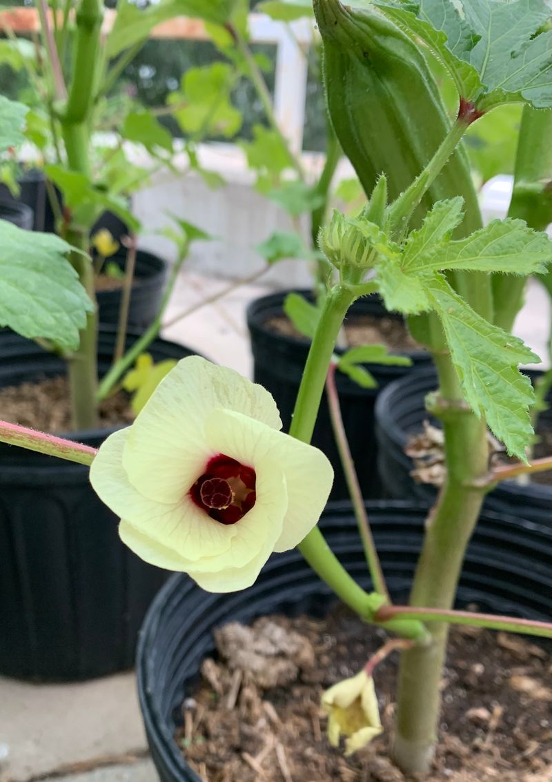 Surprisingly Flexible With North Carolina Soil