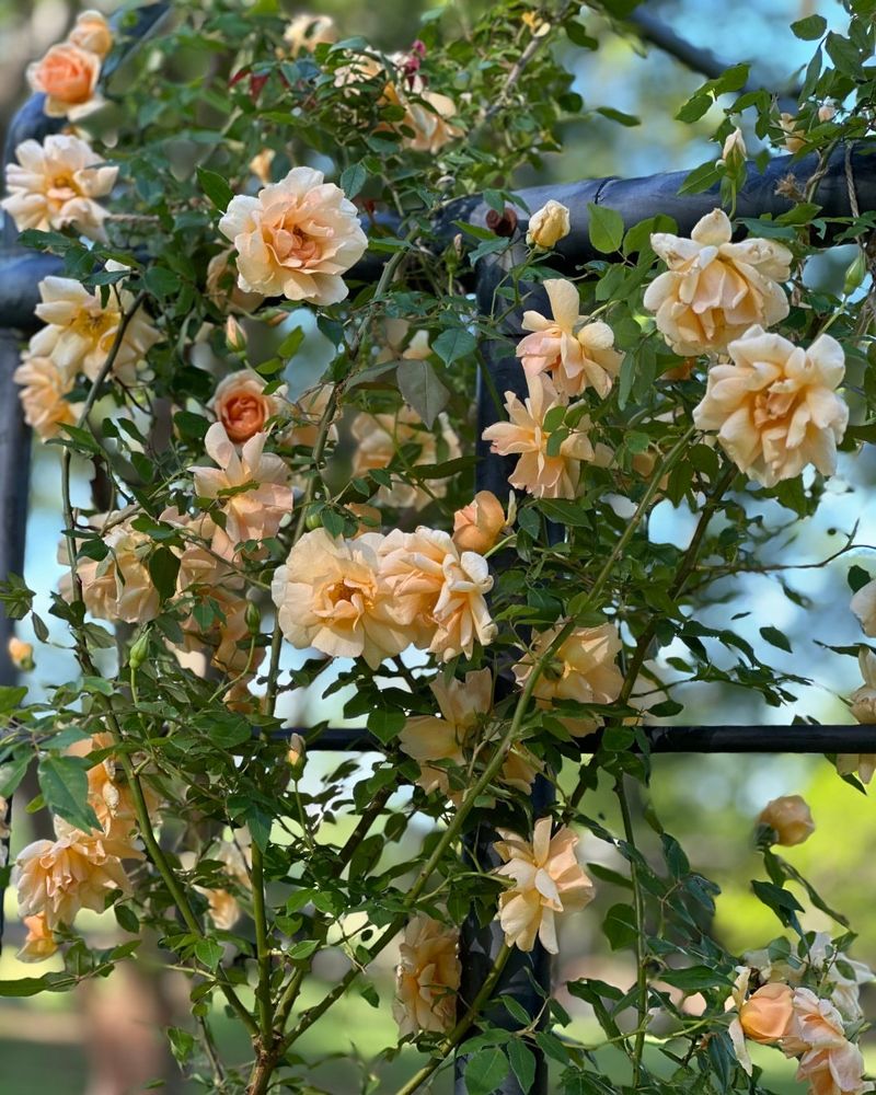 Noisette Climbers Come From Right Down The Road