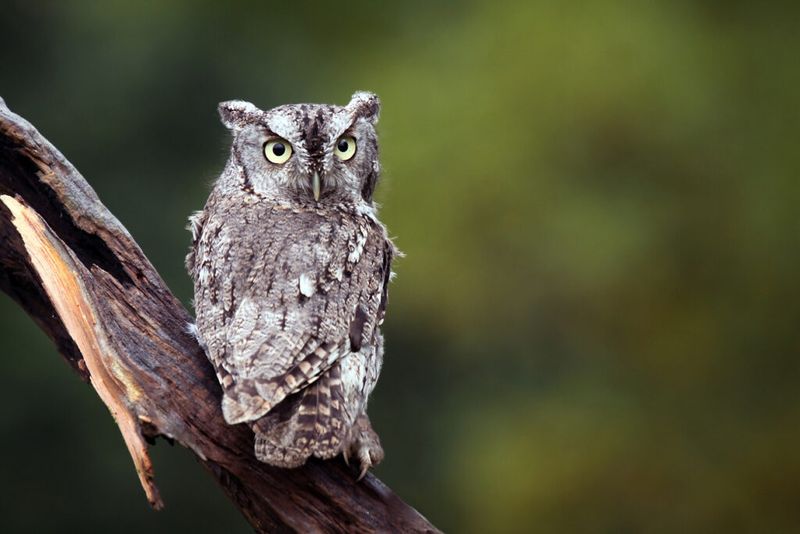 Your Local Owl Sets the Strategy