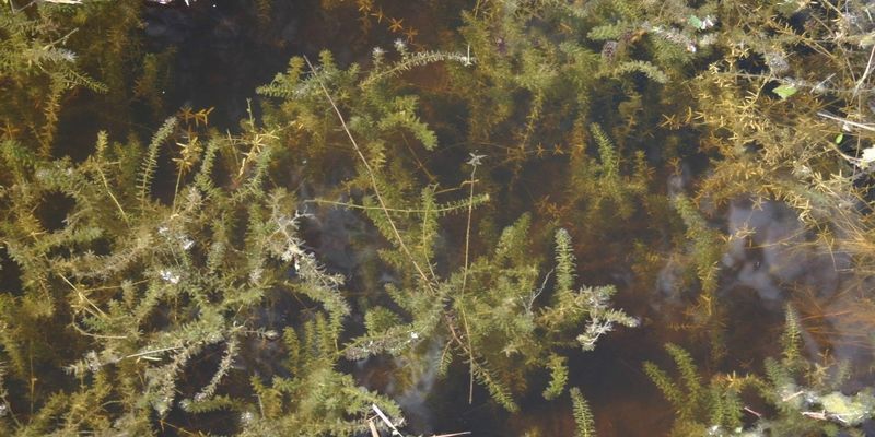 Hydrilla Invades Our Waters