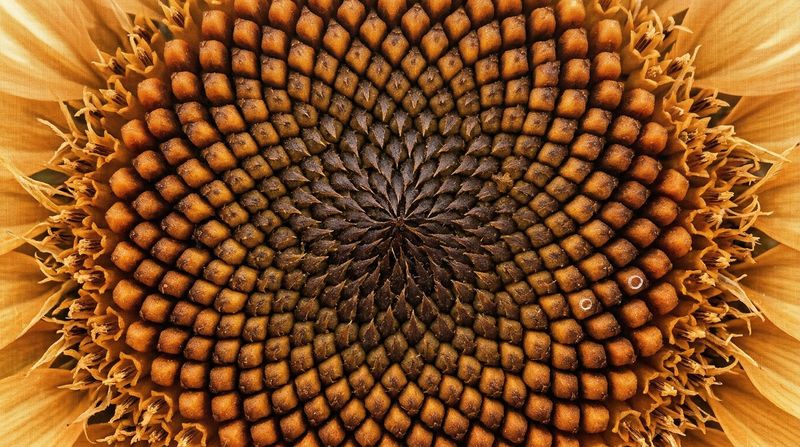 Fibonacci-Like Spirals Emerge From Growth