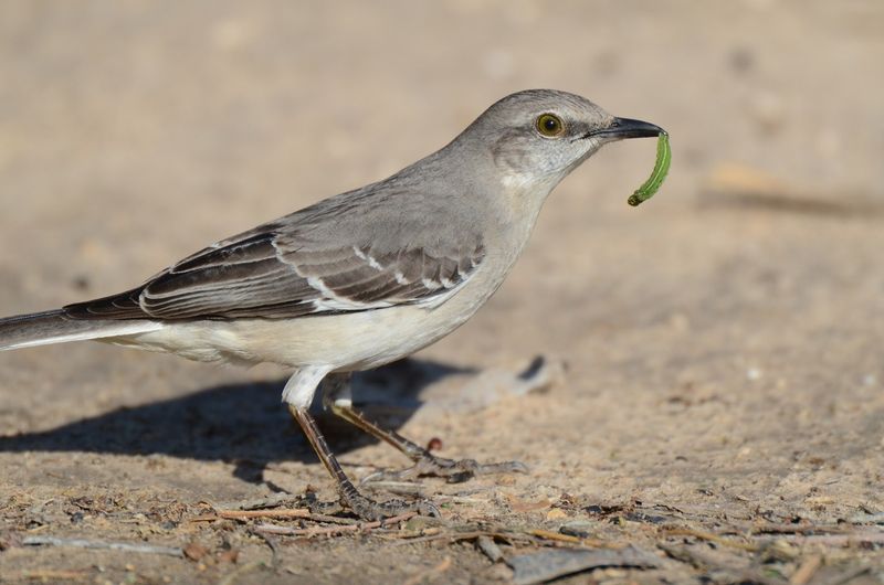 Look For A Habitat Mix, Not Just Berries