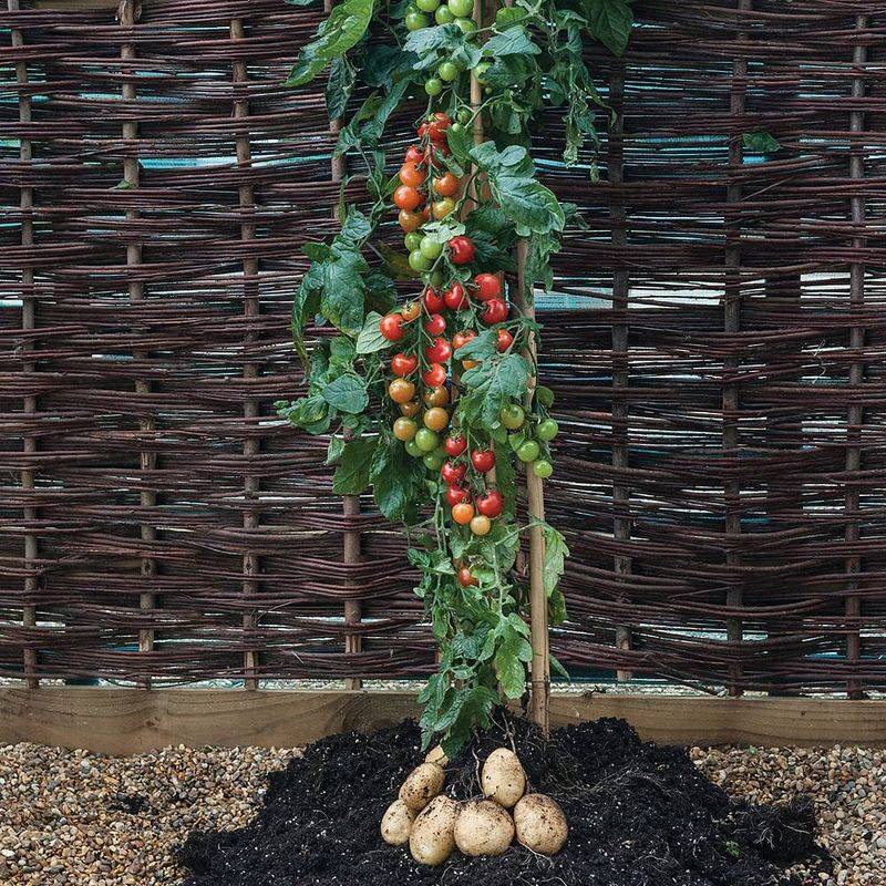 A Grafted Plant Can Produce Both Crops