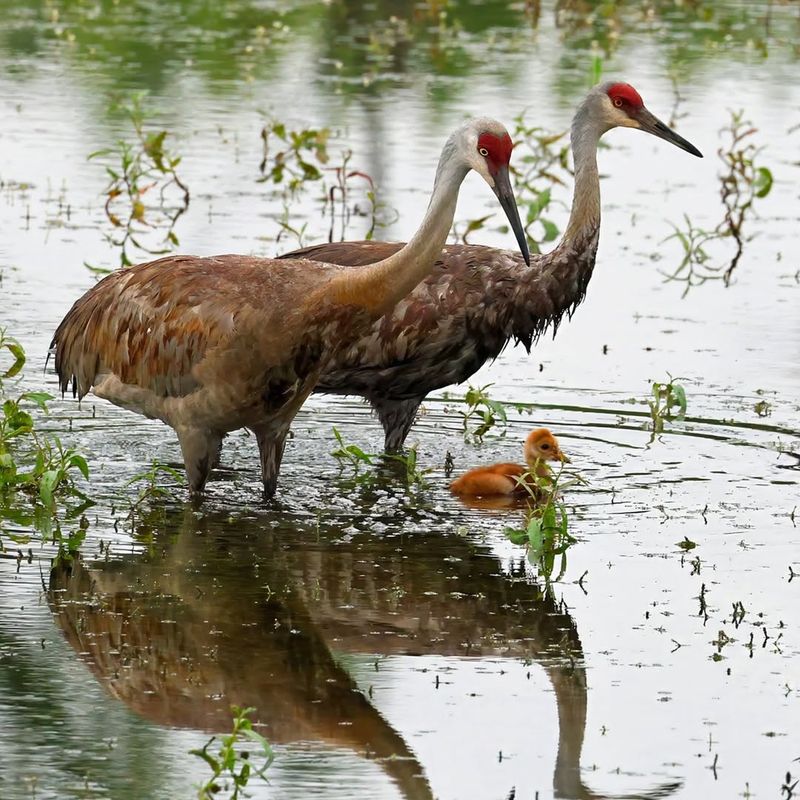 Nearby Water Connects Yard And Habitat