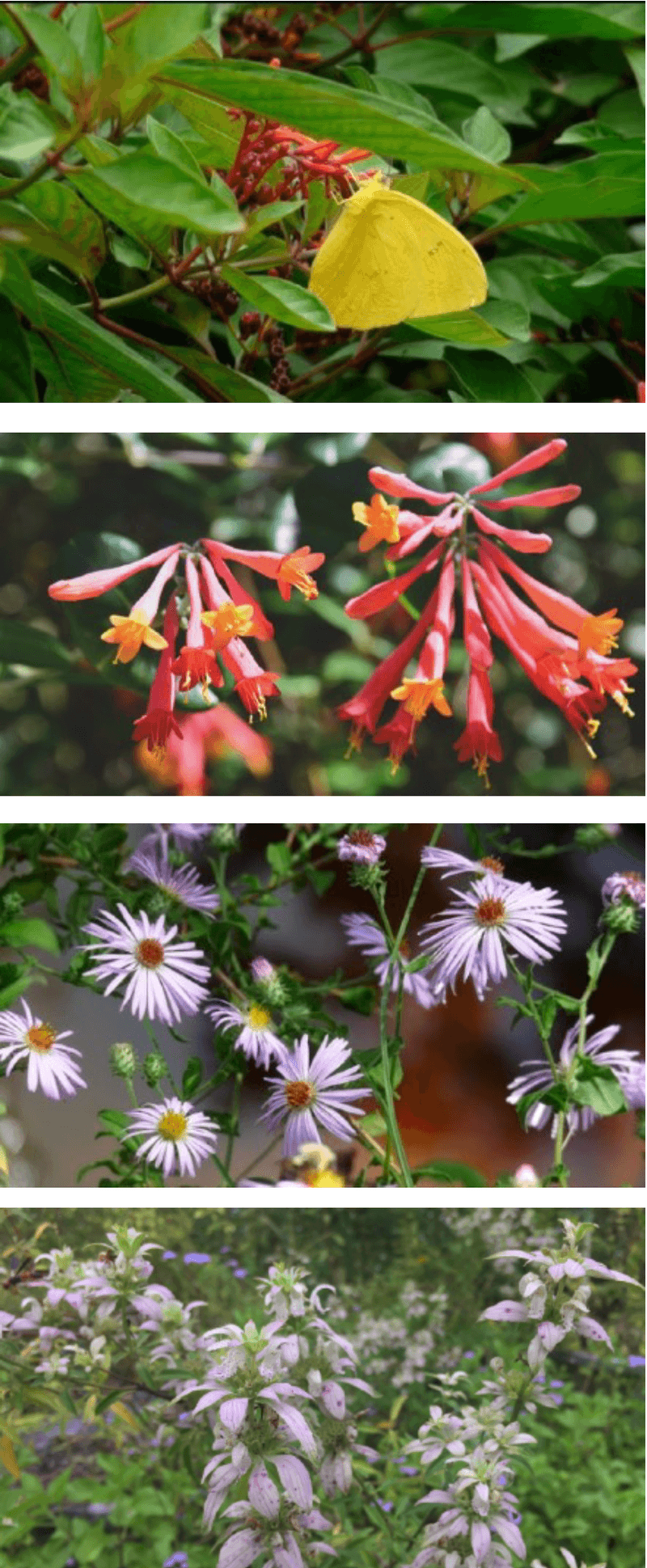 What Native Plants Can Actually Do
