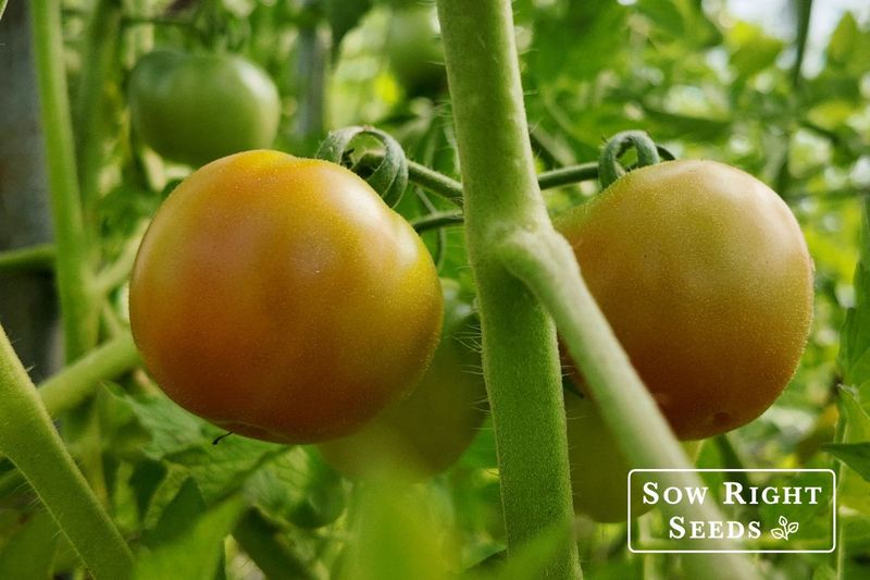 Color Can Stall While Softening Continues