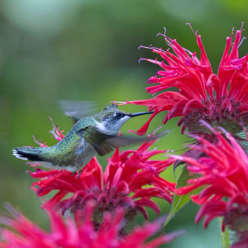 Bee Balm Attracts More Than Just Buzz (Monarda didyma)