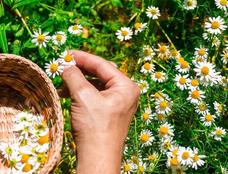 Chamomile Offers Soothing Teas From Your Garden
