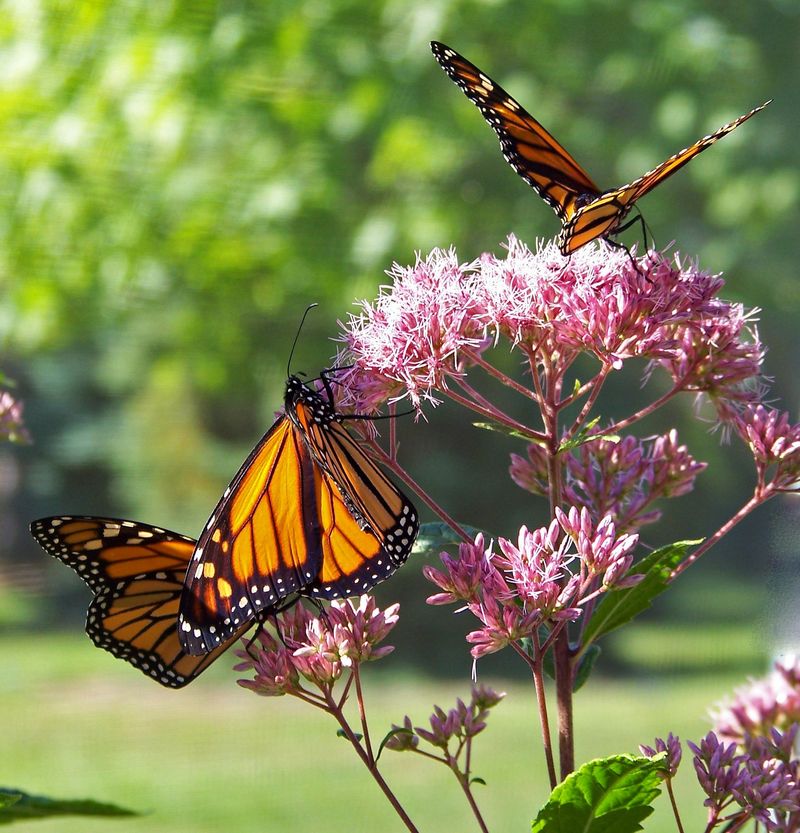 Joe Pye Weed For A Late Pollinator Feast