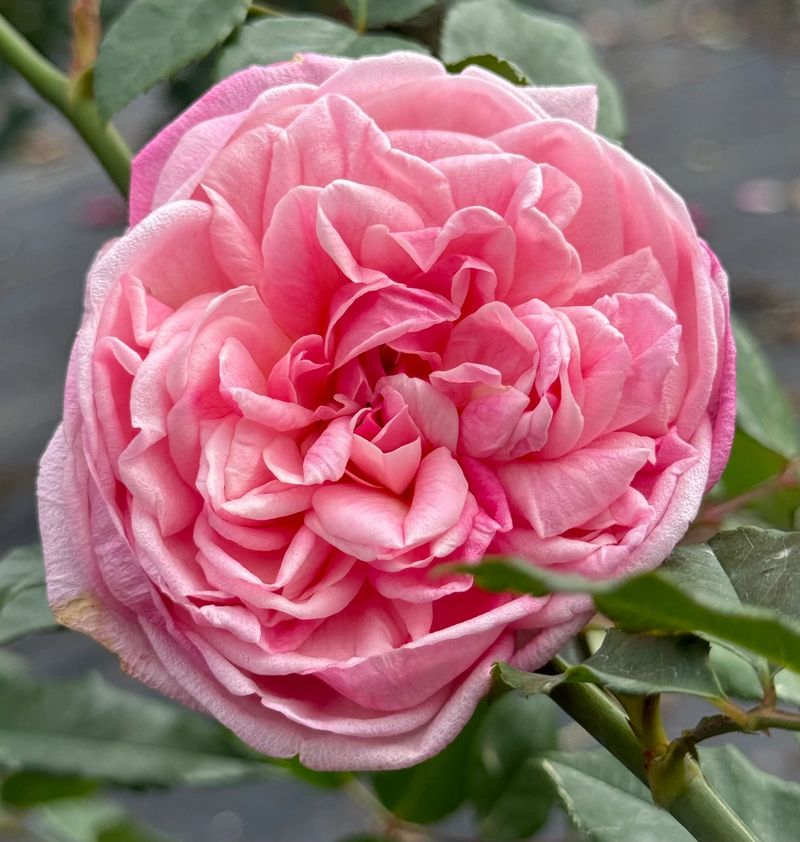 Old Tea Roses Were Built For Southern Heat