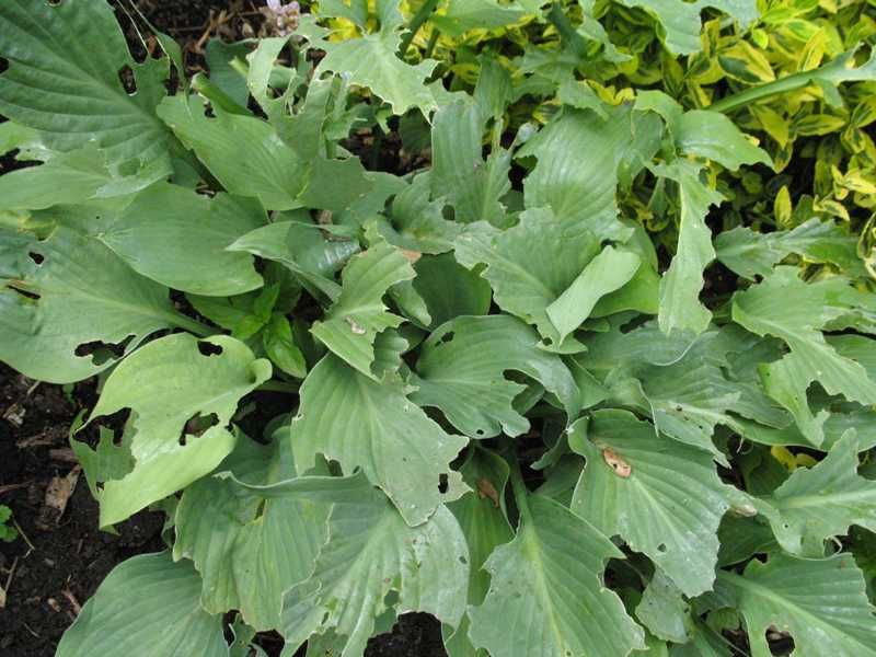 Deer And Slugs Give Hostas Trouble