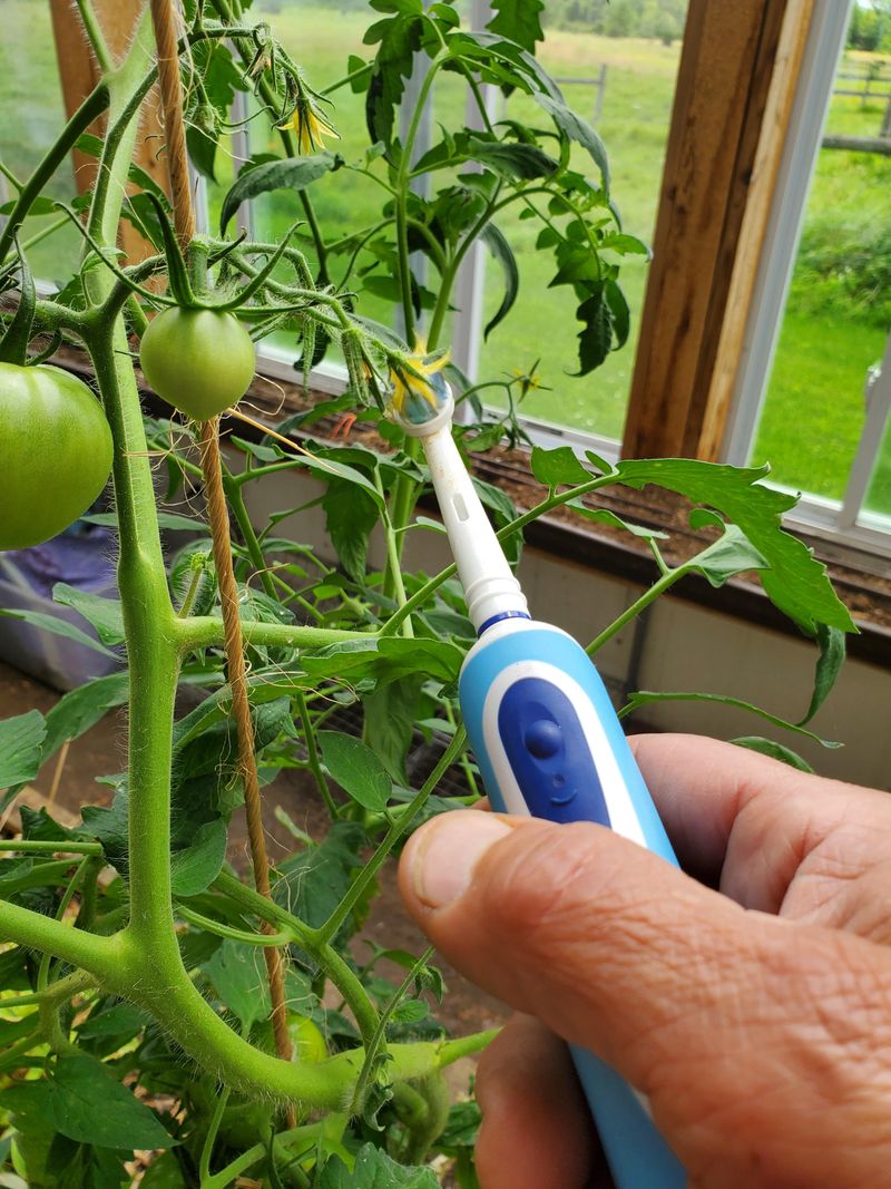 Greenhouse Tomatoes Need A Pollination Plan