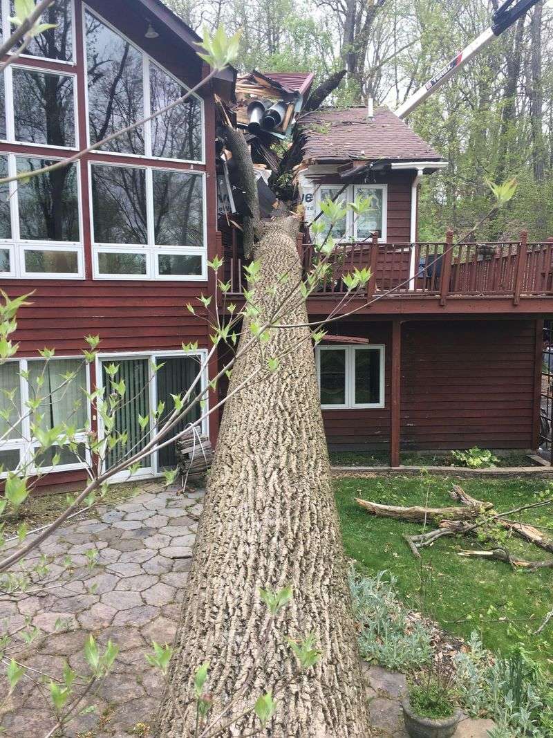 The Tree’s Location Changes the Risk