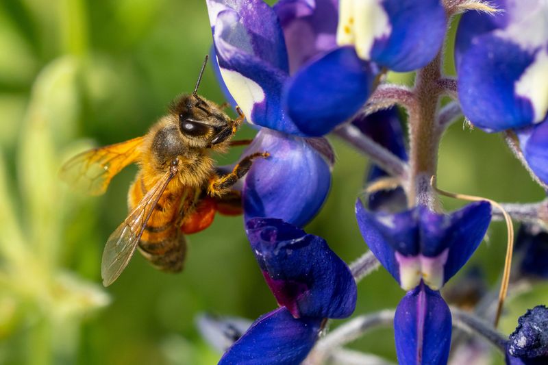 Protect Blooming Plants While You Investigate