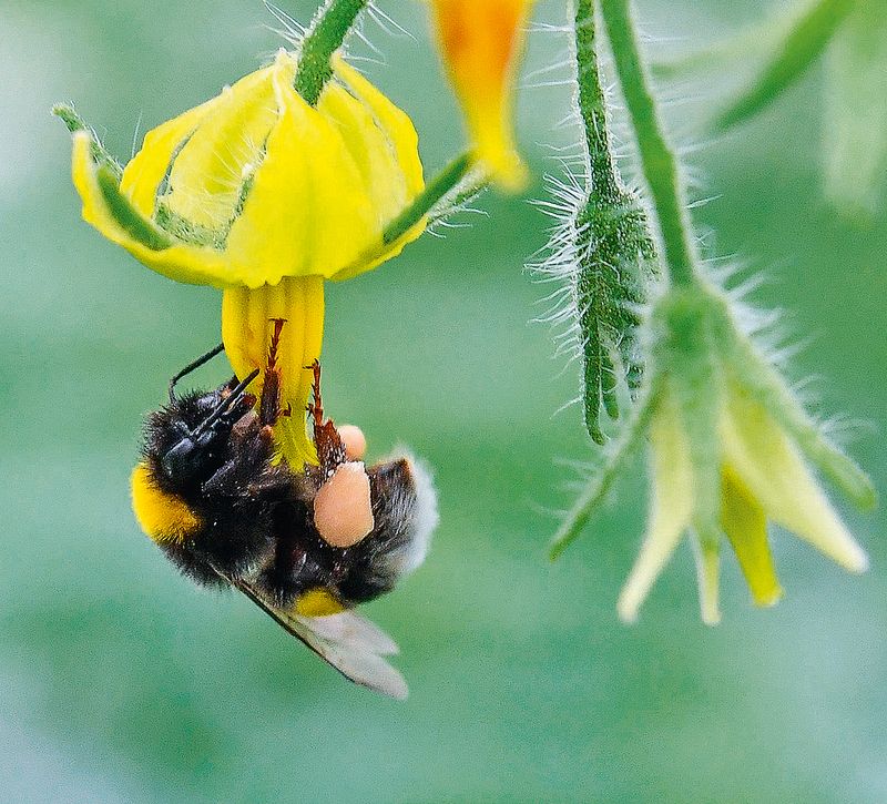 Bumblebees Shake Pollen Loose