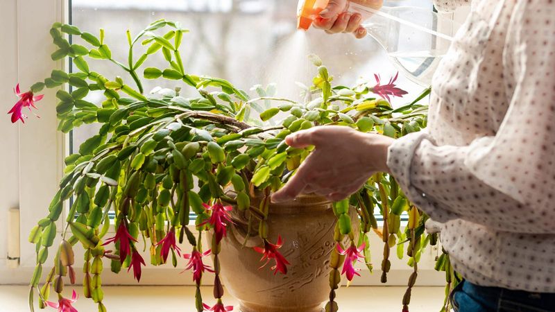 Holiday Cacti Need Moisture And Air