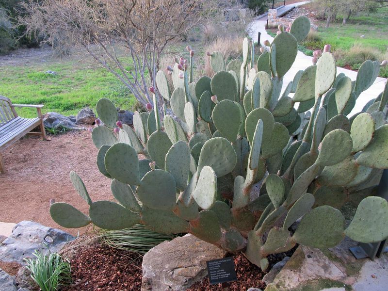 Choose The Right Opuntia For Your Region