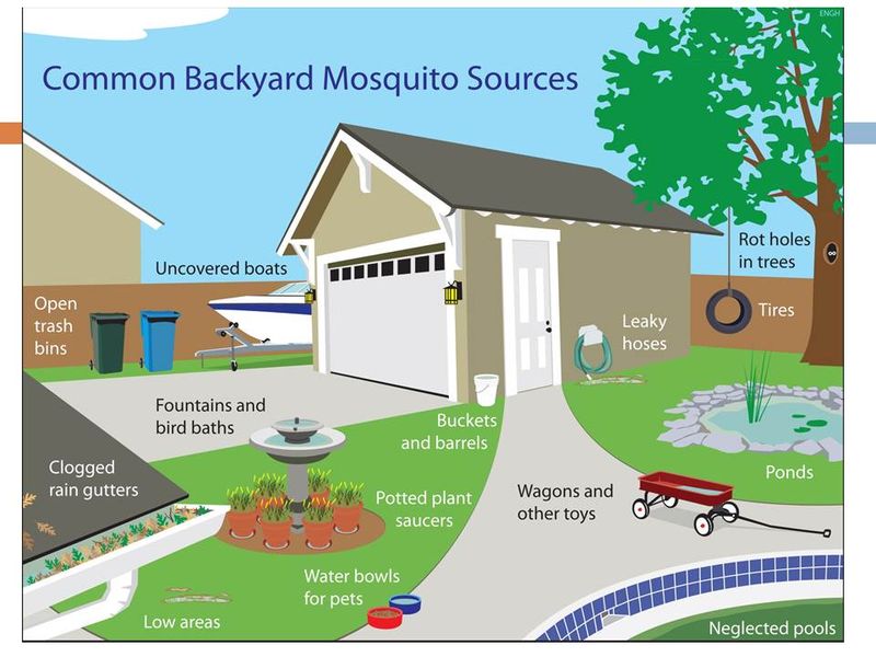 Remove the Water Mosquitoes Need