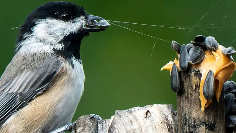 Birds are Caching Food