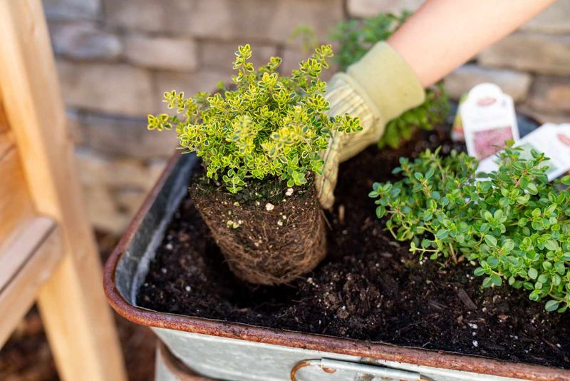 Thyme Is A Low-Maintenance Evergreen Hero