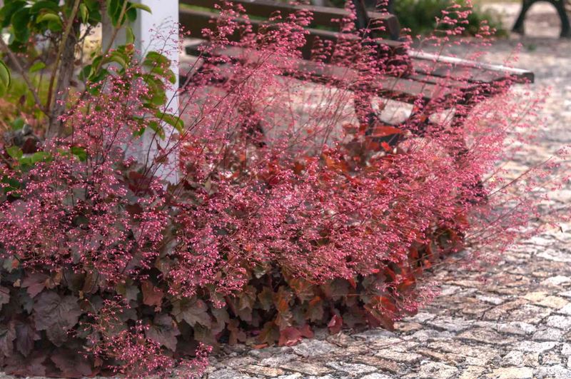 Coral Bells Bring Varied Foliage And Drought Tolerance