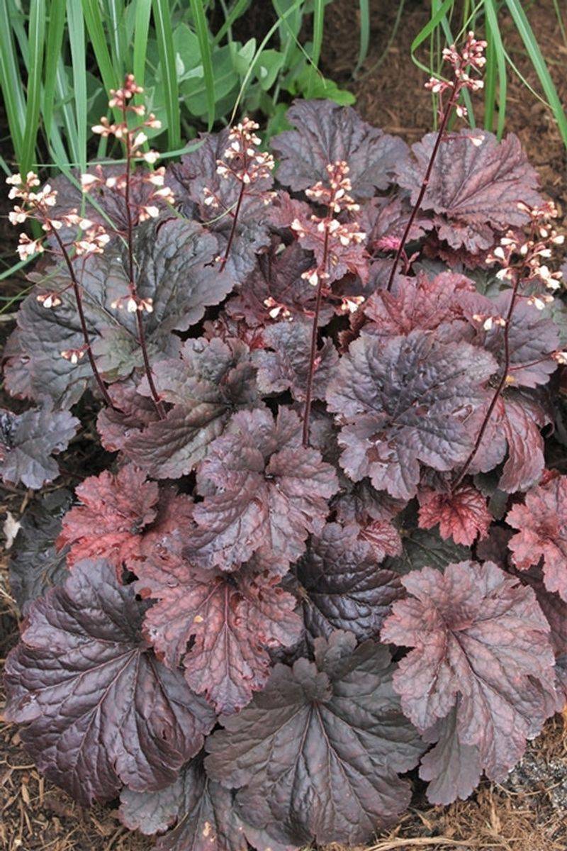 Heuchera Delivers Year-Round Texture For Tricky Spots