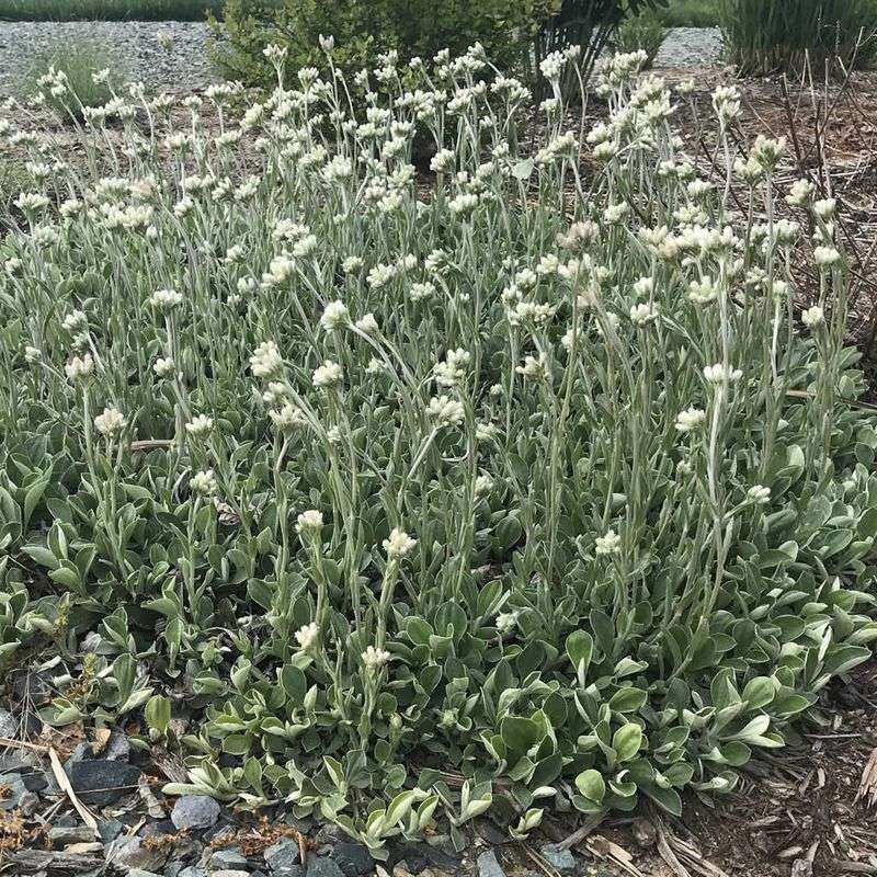 Pussytoes Provides Tough Drought-Proof Butterfly Habitat