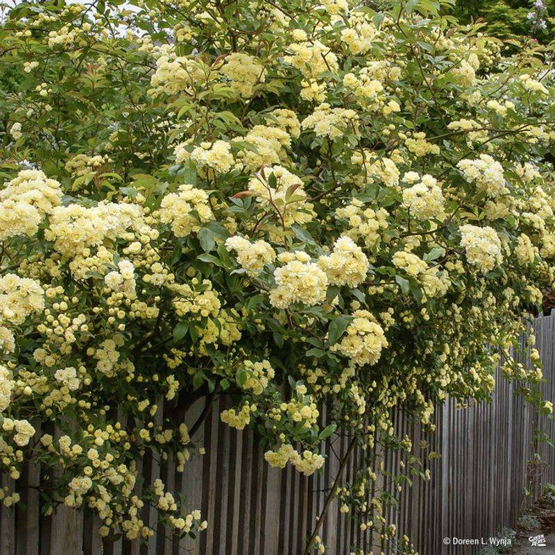 Lady Banks Climbing Rose Creates a Thornless Cascade