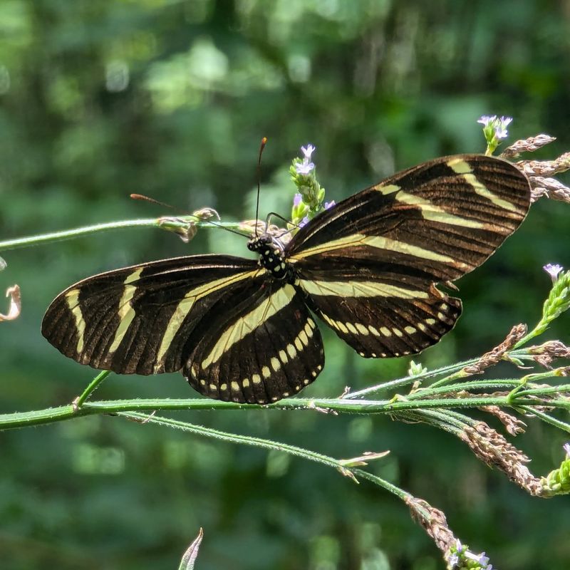 Zebra Longwings Are Not Regular Statewide Residents