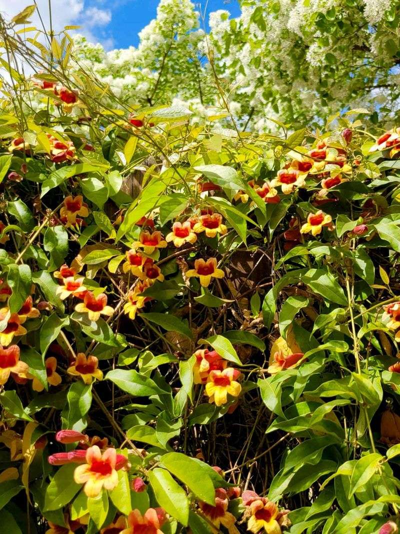 Crossvine Is A Nectar-Rich Haven